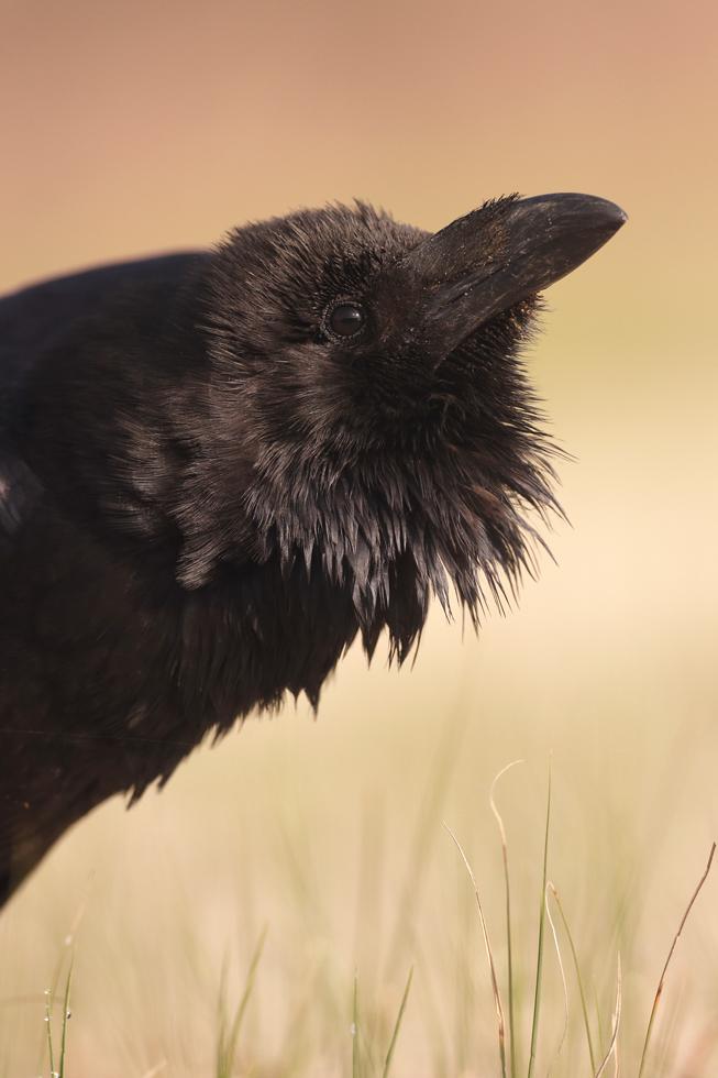 Konrad Lorenz: estudió a cuervos y otras aves.